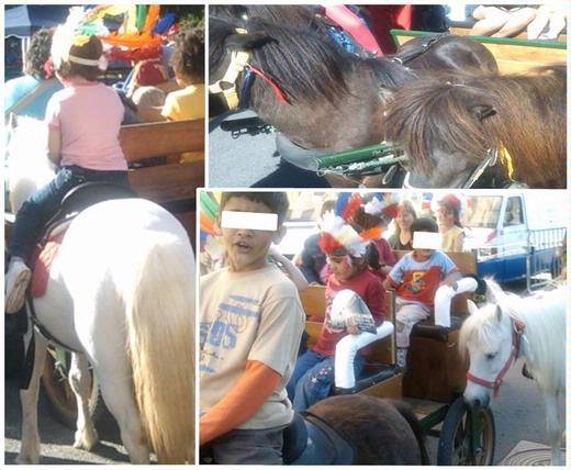 Novetats - PONIS - PONIS